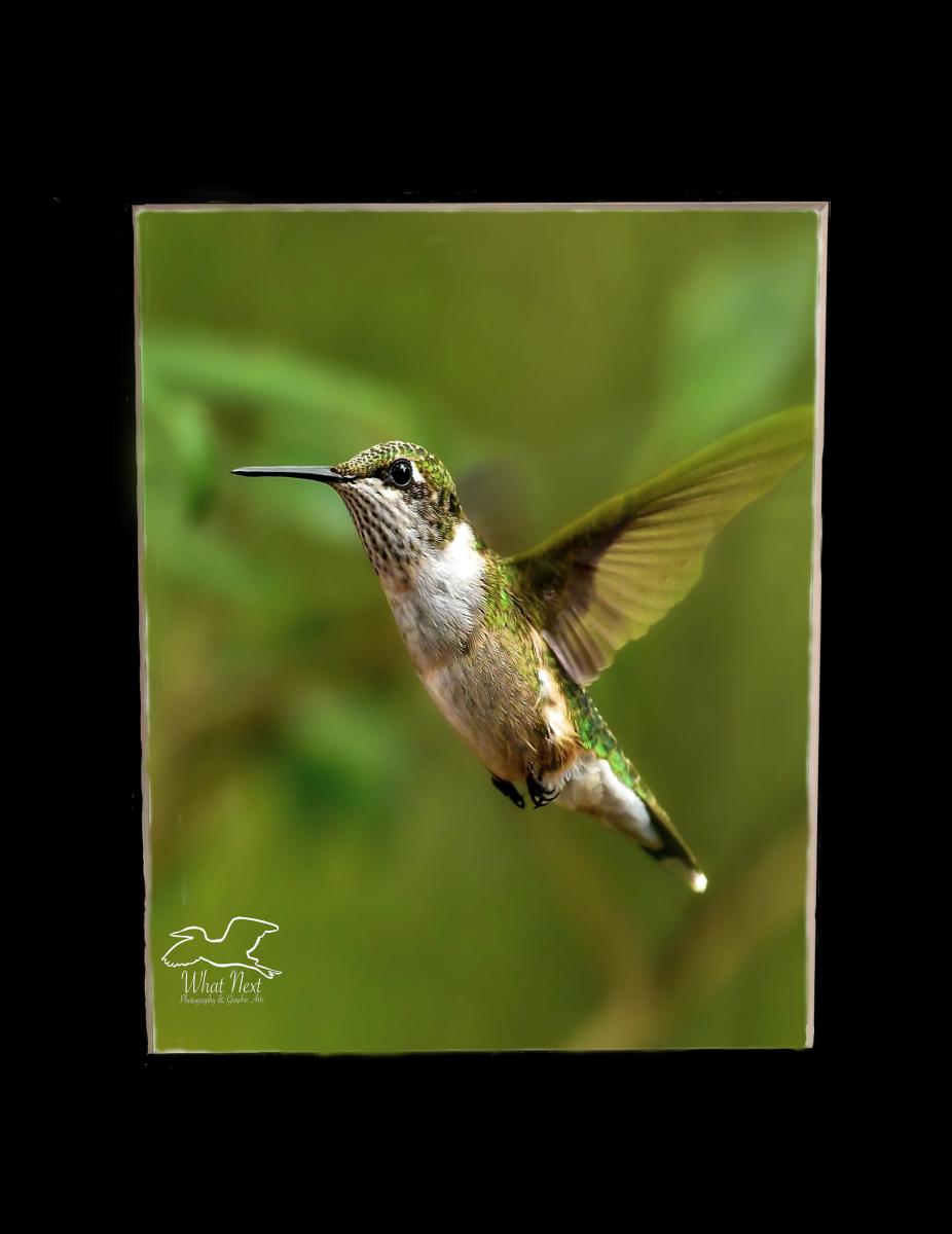 Floats Like a Butterfly, Sounds Like a Bee  4x6 Print picture