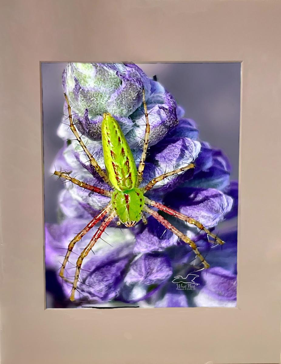 Summer Vibrance 4x6 Print picture