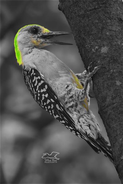 Zest for Life-Yellow   4x6 Print