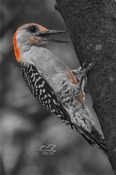 Zest for Life   5x7 Print