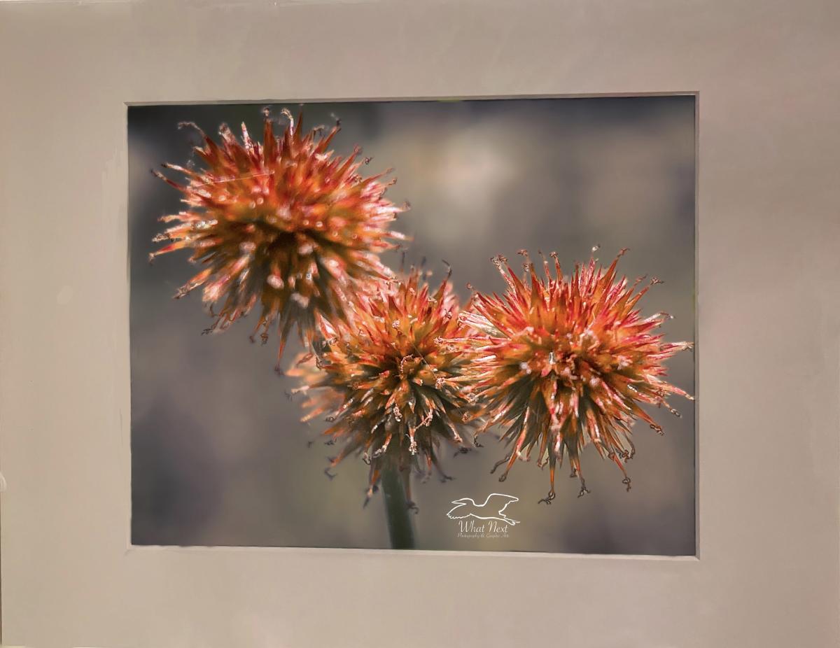 Rush 4x6 Print picture