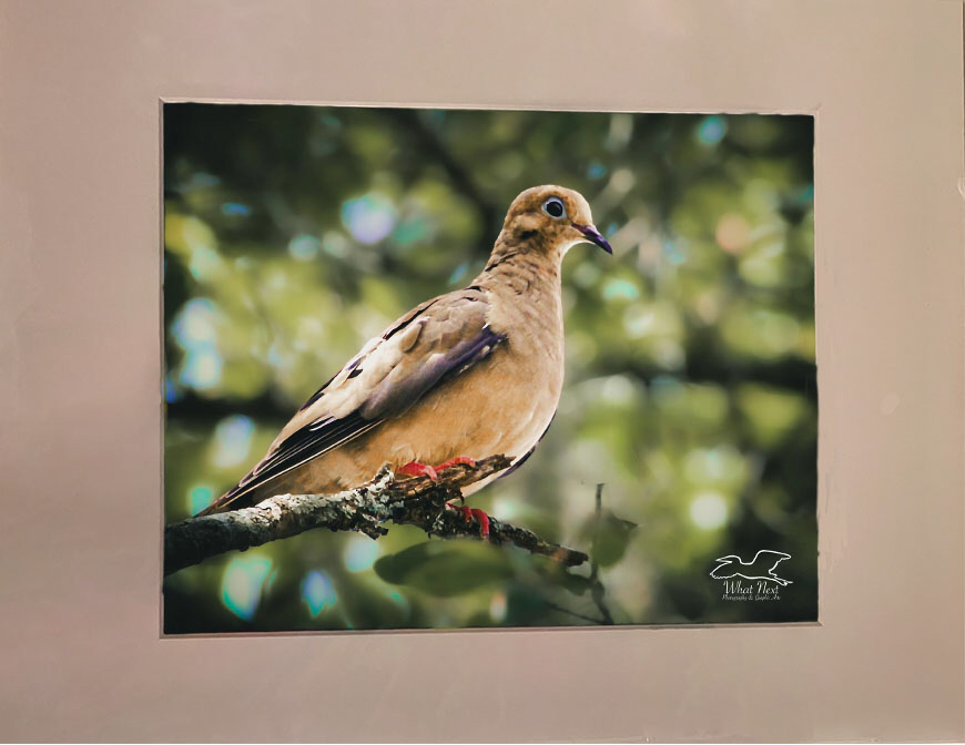 Peacefully Perched   8x10 Print picture