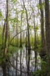 Ebenezer Swamp, Montevallo - 8 1/2 X 11 print on archival paper