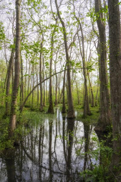 Ebenezer Swamp, Montevallo - 8 1/2 X 11 print on archival paper picture