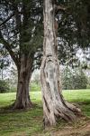 Wizard Tree, Orr Park, AL - 8 1/2 X 11 print on archival paper