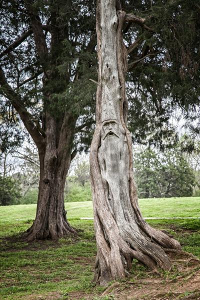 Wizard Tree, Orr Park, AL - 8 1/2 X 11 print on archival paper picture