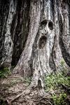 Scream Tree, Orr Park, Montevallo - 8 1/2 X 11 print on archival paper