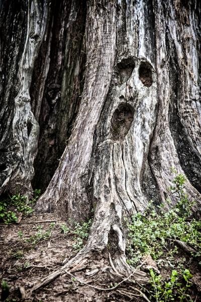 Scream Tree, Orr Park, Montevallo - 8 1/2 X 11 print on archival paper