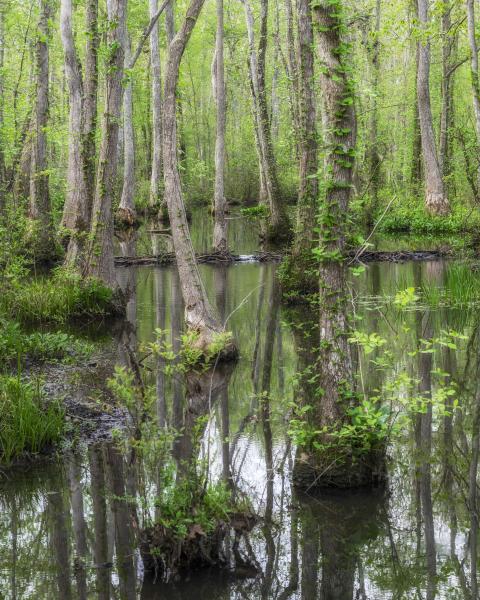 Ebenezer Swamp Beaver Dam - 8 1/2 X 11 print on archival paper picture