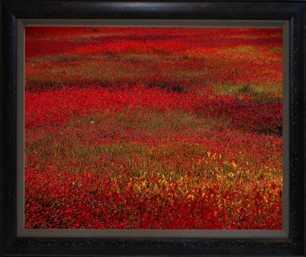 "Blueberry Fields", 32"x40" Framed photograph picture