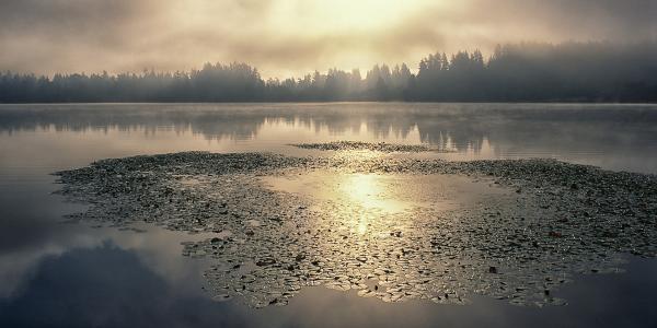 "Washington Lilypads", 20"x40" gallery-wrap canvas picture