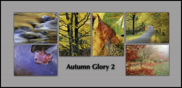 NOTECARDS: "Autumn Glory 2"