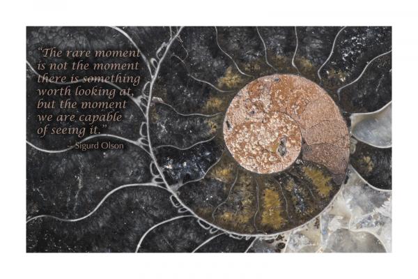 POSTER: "Black Ammonite" (Large) picture