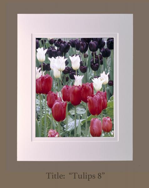 8" x 10" matted photographs, 11" x 14" frame size (Gallery 3) picture