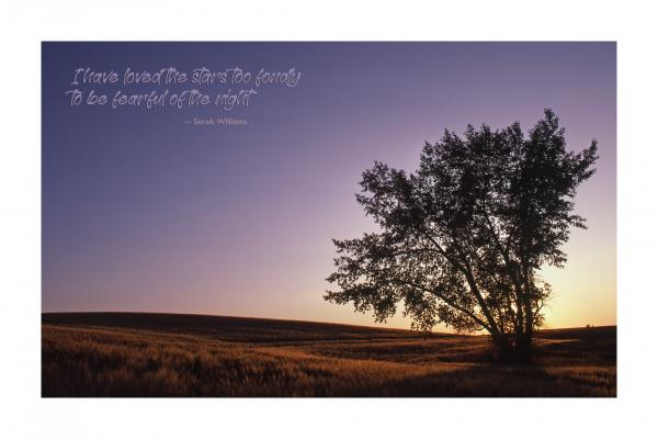 POSTER: "Solitary Tree at Sunset" (Large) picture