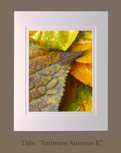 8" x 10" matted photographs, 11" x 14" frame size (Gallery 2) picture