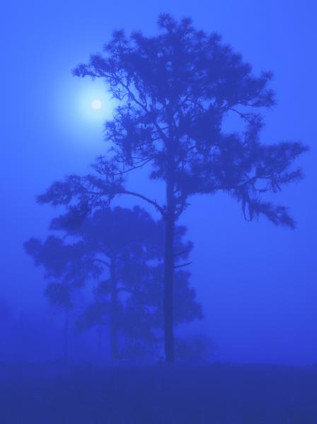"Blue Moon", 18"x24" framed photograph picture