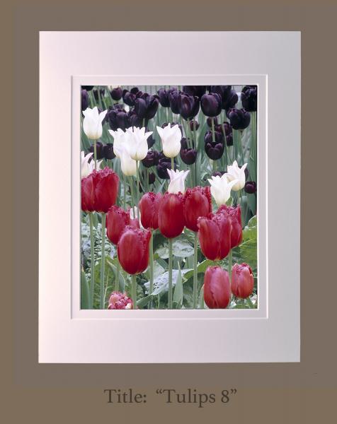 11" x 14" photographs matted to 16" x 20" frame size (Gallery 3) picture