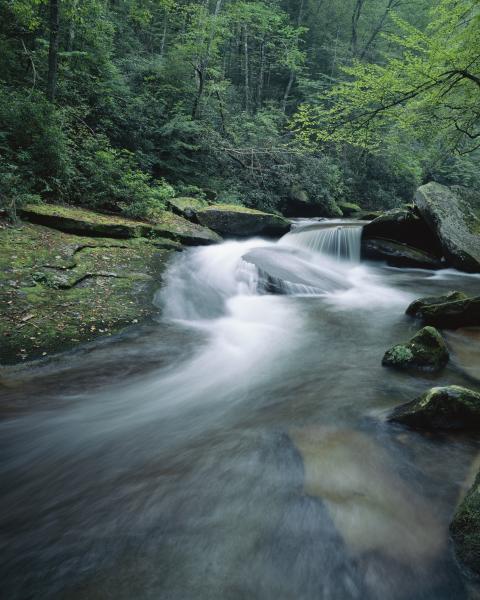 "Emerald Forest", 24"x30" framed photograph