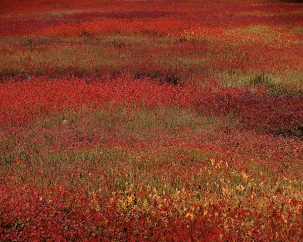 "Blueberry Fields", 32"x40" Framed photograph picture