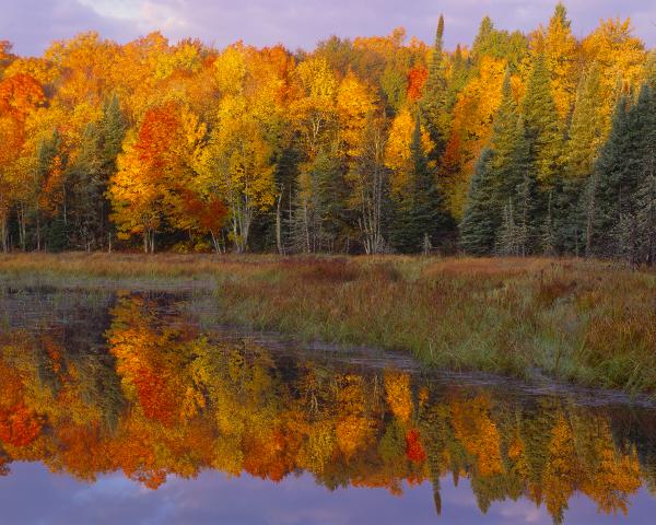 "Beaver Pond Sunset", 18"x24" gallery-wrap canvas picture