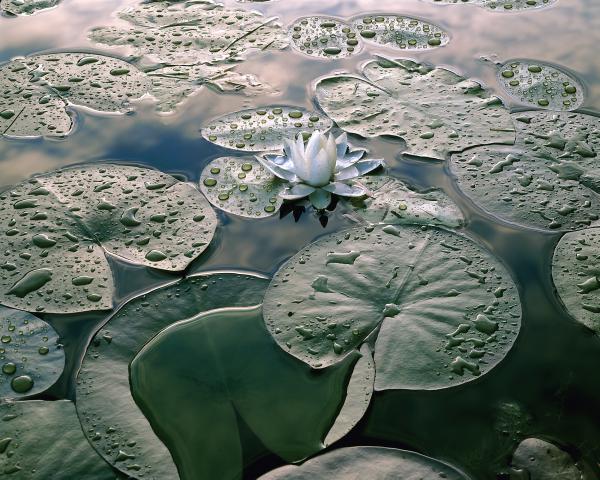 "Waterlily", 24"x30" Framed photograph picture