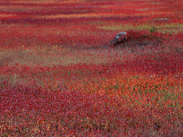 "Blueberry Fields IV", 18"x24" gallery-wrap canvas