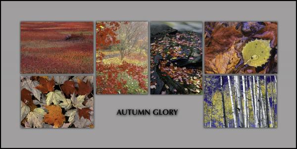 NOTECARDS: "Autumn Glory" - boxed set of 6 different notecards, each 5"x7"