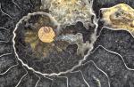 "Black Ammonite", 18"x24" gallery-wrap canvas
