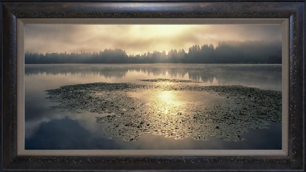 "Washington Lilypads" - 23"x46" framed photograph