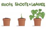 Roots, Shoots & Leaves