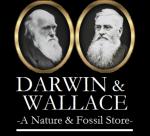Darwin and Wallace: A Nature & Fossil Store