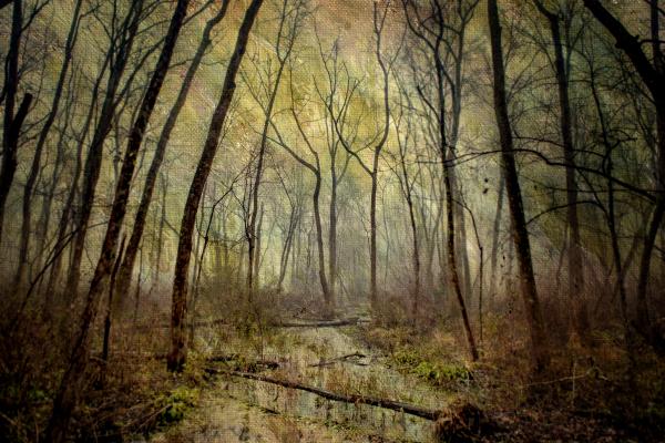 Ebenezer Swamp, Eerie picture