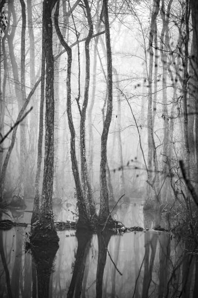 Ebenezer Swamp, Black and White #1