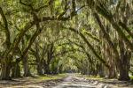 Avenue of the Oaks