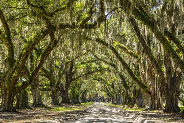 Avenue of the Oaks picture