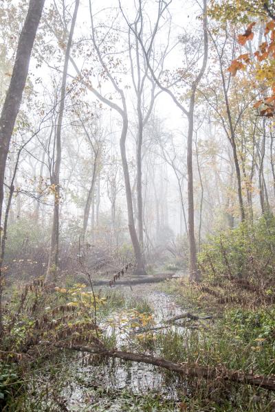 Ebenezer Swamp in the Morning Fog