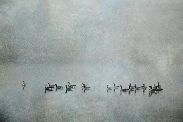 Geese in the Fog #2