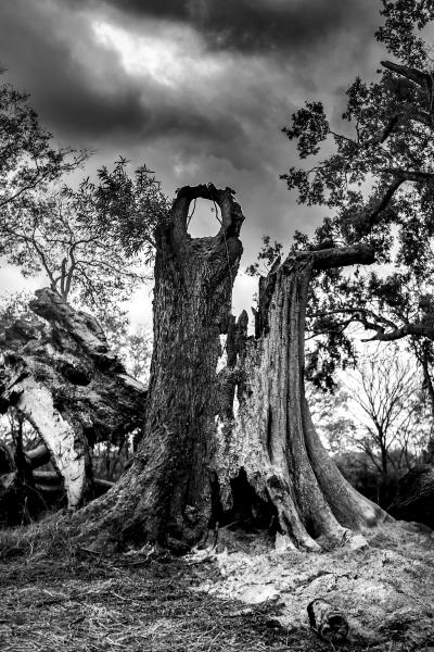 Storm Damages Tree picture