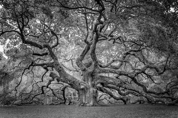 Angle Oak, John's Island, South Carolina (Front View)