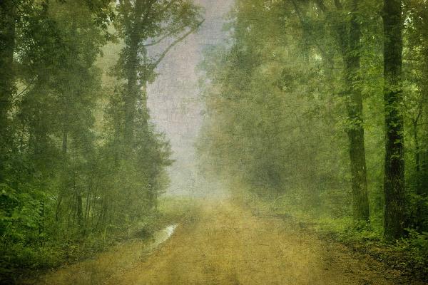 Foggy Road