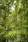 Ebenezer Swamp with Yellow Flowers