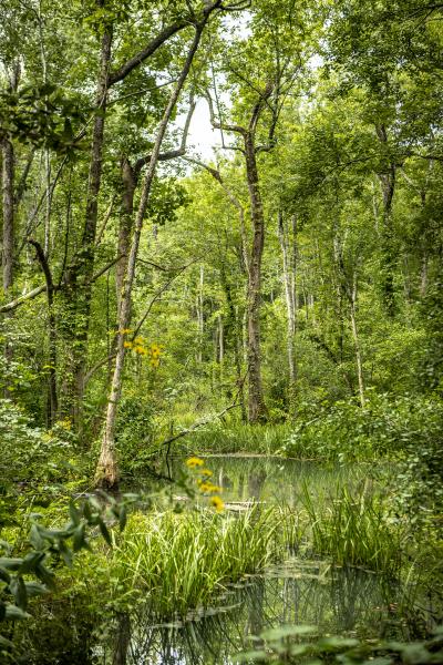 Ebenezer Swamp with Yellow Flowers picture