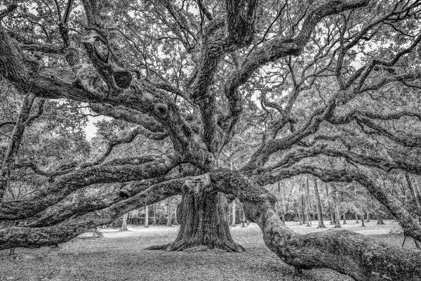 Angel Oak, John's Island, South Carolina (Rear View) picture