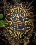 Turtle, Chinese, GuÄ«