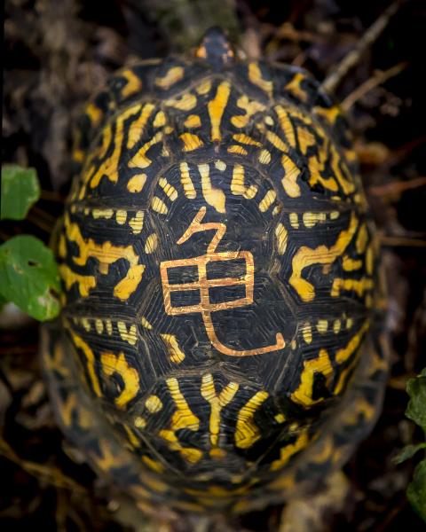 Turtle, Chinese, GuÄ«