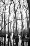 Ebenezer Swamp, Black and White #2