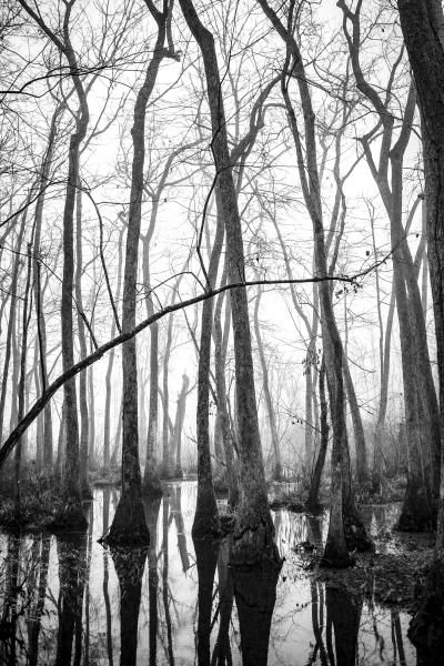 Ebenezer Swamp, Black and White #2 picture