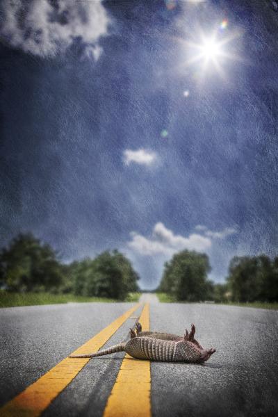 Possum in the Road, South Alabama