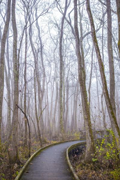 Ebenezer Swamp Walkway